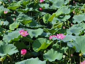 荷花池