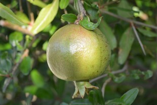 石榴树