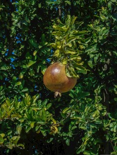 石榴树