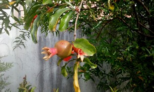 石榴树