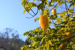杨桃树