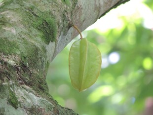 杨桃