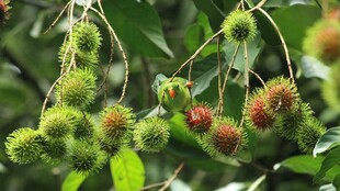 红毛丹