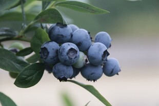 蓝莓
