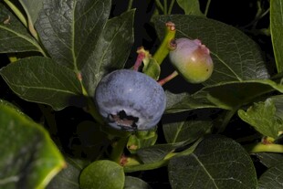蓝莓