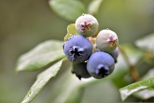 蓝莓