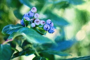 蓝莓