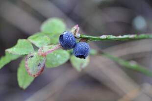 蓝莓