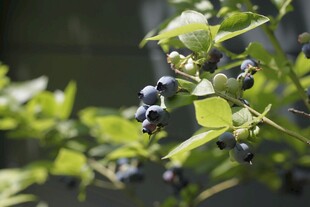 蓝莓