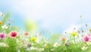 鲜花边框