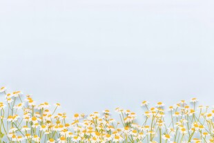 鲜花边框
