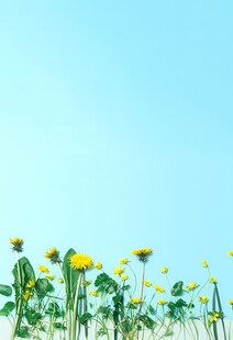鲜花边框