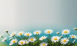 鲜花边框