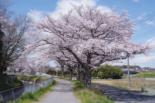 樱花