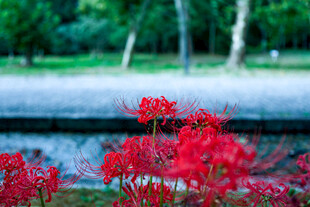 彼岸花