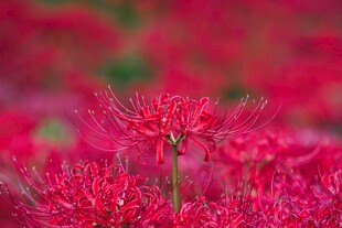 彼岸花