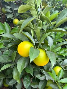 柑橘栽培