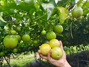 百香果栽培