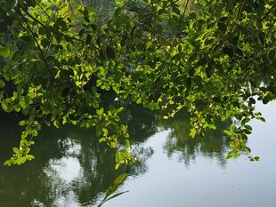 树荫
