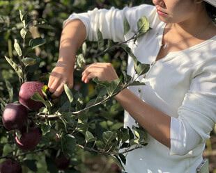 苹果栽培