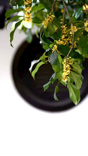 桂花