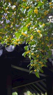 桂花