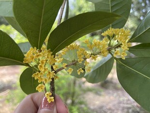 桂花