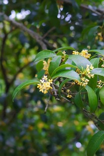 桂花