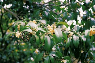 桂花