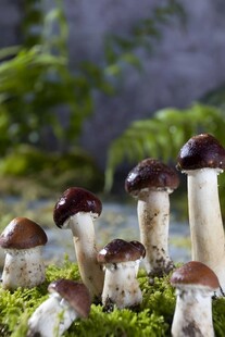 蘑菇