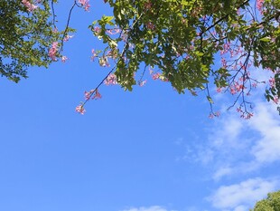 美丽异木棉
