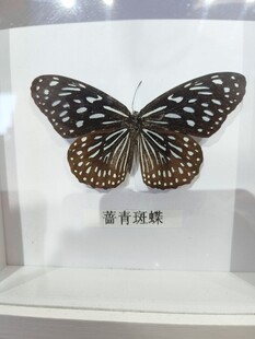 蔷青斑蝶