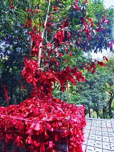 姻缘树