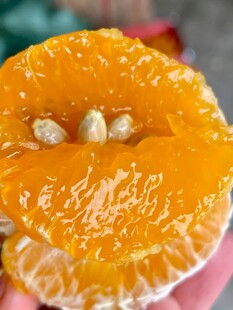 柑橘