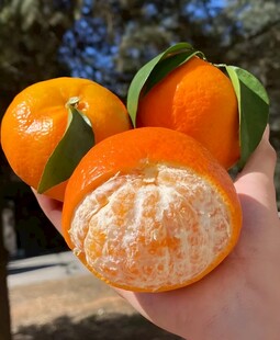 柑橘