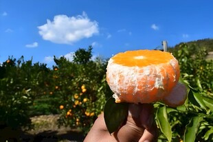 柑橘