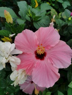 木槿花
