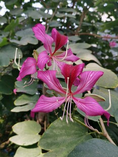 羊蹄甲花