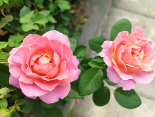 玫瑰花