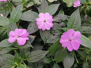長春花