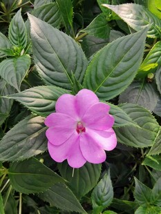 長春花