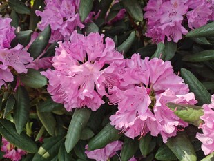杜鵑花