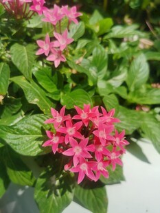 繁星花