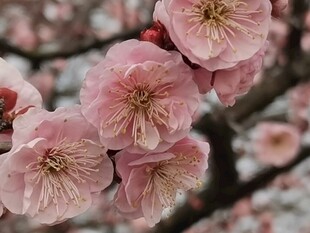 梅花