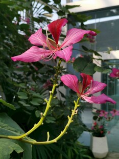 紫荊花