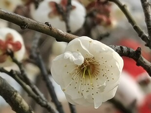 白梅