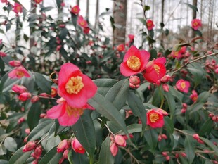 山茶花