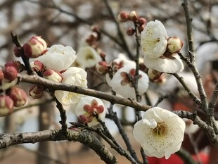 白梅