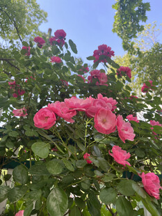 月季花
