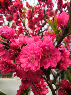 桃花